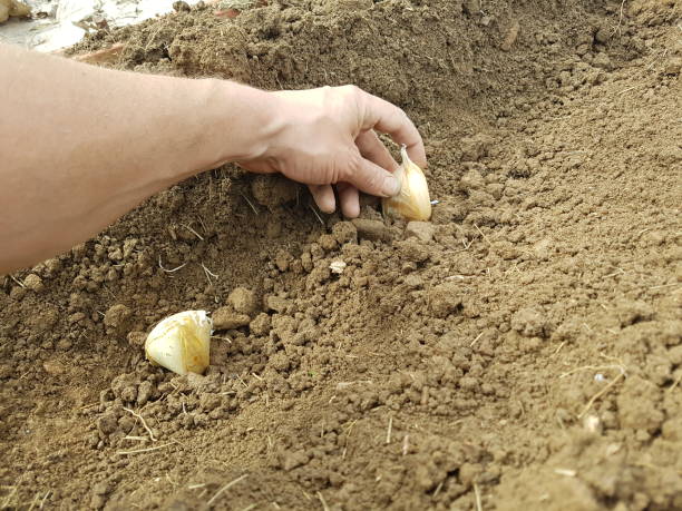 istock Man's hand planting garlic in the soil. Selective focus. 1467974546