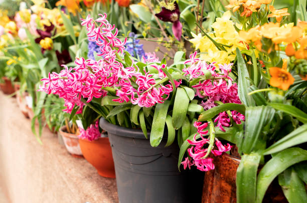 istock Spring flowers in the pots 1467974748