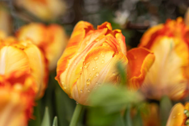 istock Orange tulips flowers in the garden 1467974749