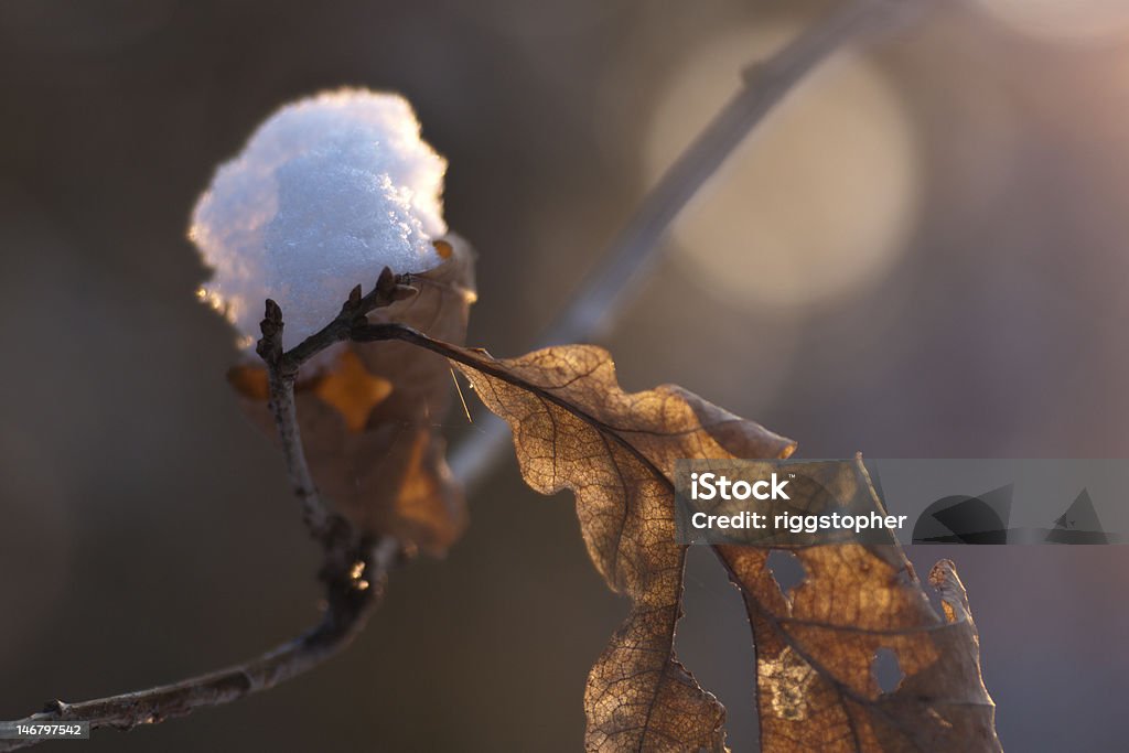 Bei Sonnenuntergang im Winter - Lizenzfrei Eichenblatt Stock-Foto