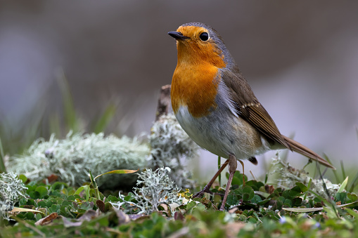 European robin with food in its beak, sitting on a perch in a hawthorn hedge, on its way to a nest. UK garden birds.