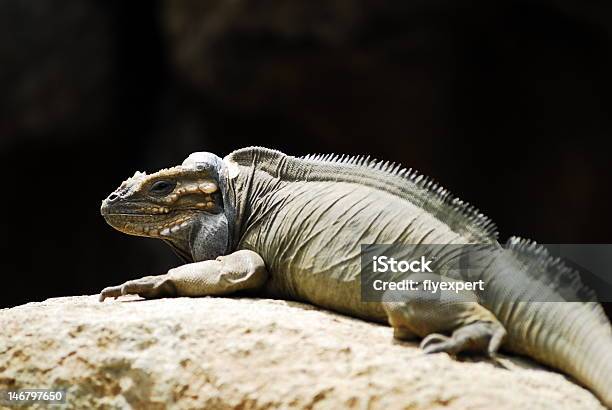 Leguan Auf Lookout Stockfoto und mehr Bilder von Australien - Australien, Blick in die Kamera, Echse