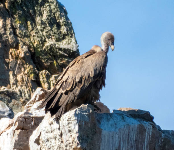 istock Eurasian griffon vulture 1467977134