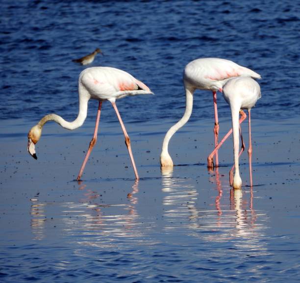 istock Greater Flamingo 1467977701