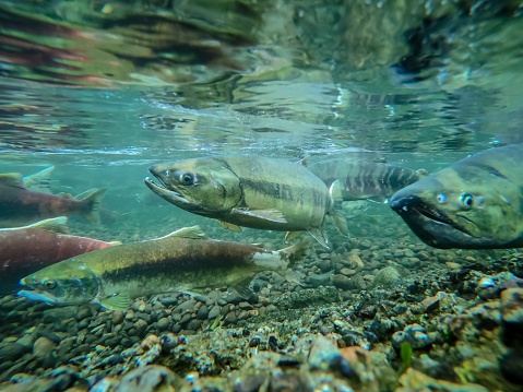 The salmon run is the time when salmon, which have migrated from the ocean, swim to the upper reaches of rivers where they spawn on gravel beds. After spawning, all Pacific salmon and most Atlantic salmon die, and the salmon life cycle starts over again.