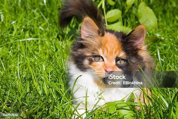 Kitten Is On The Green Grass Stock Photo - Download Image Now - Animal, Cute, Day