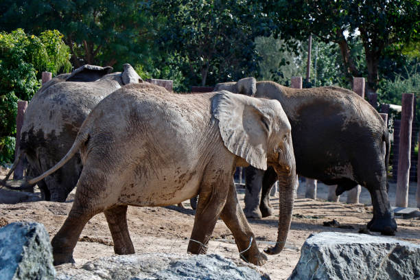 istock african elephant playing with water and sands in zoo 1467979492