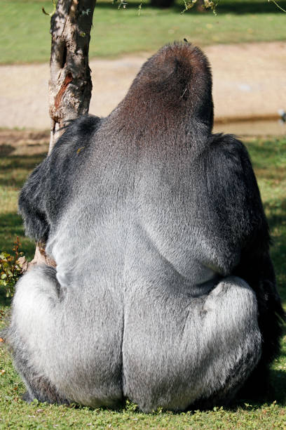 il maschio di gorilla silverback ottiene un ritratto seduto in una giornata di sole dal lato posteriore - gorilla safari animals wildlife photography foto e immagini stock