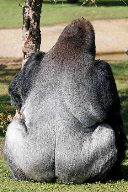A gorilla in a naturalistic enclosure at a zoo, showcasing its strength and presence.