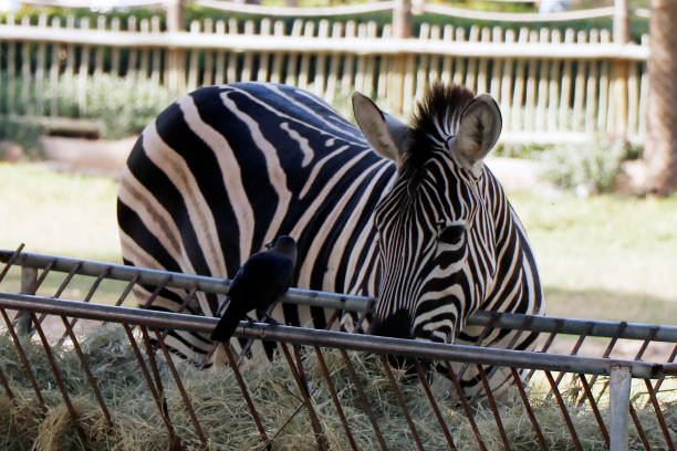istock Zebras (subgenus Hippotigris) are African equines with distinctive black-and-white striped coats. 1467979559