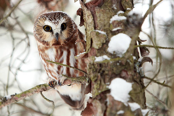 istock Northern Saw-Whet Owl 146798037