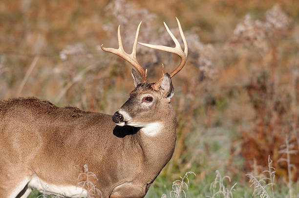 istock Whitetail deer and frost 146798167