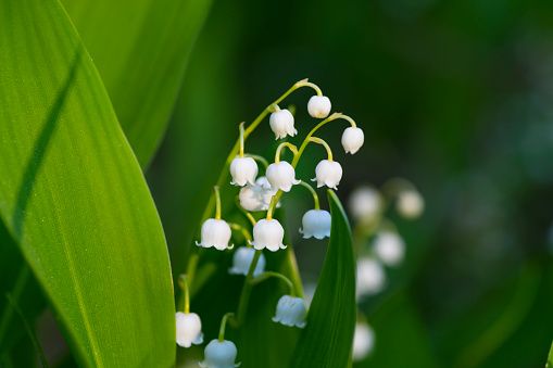 Close-up image of a lily of the valley against a green leaf