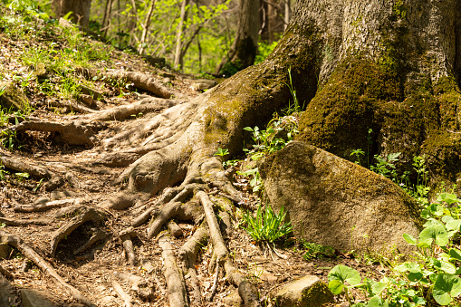 The gnarled root of a tree with a moss covered rock in the foreground in a spring forest.