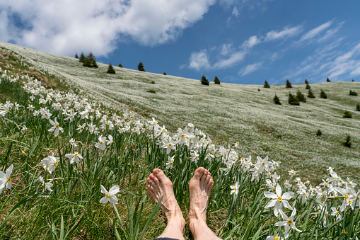 The mountain slope covered with daffodils on Mala Golica mountain on sunny day, visible female bare feet in grass. Slovenia.