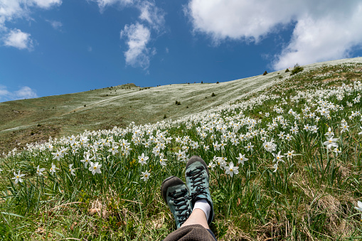 The mountain slope covered with daffodils on Mala Golica mountain on sunny day, visible female feet in sport shoes in grass. Slovenia.