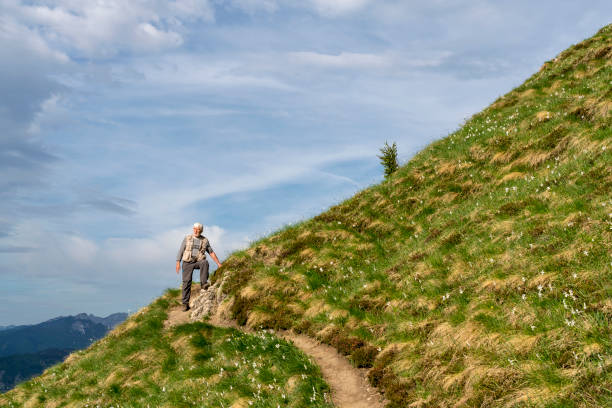 The mountain slope covered with daffodils on Mala Golica mountain on sunny day, in distance senior men hiking the hill. Slovenia.