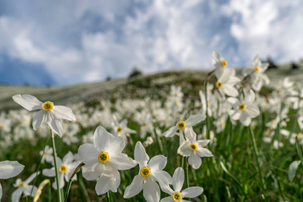 des jonquilles comme la neige dans les montagnes contre le ciel bleu - spring daffodil flower sky photos et images de collection