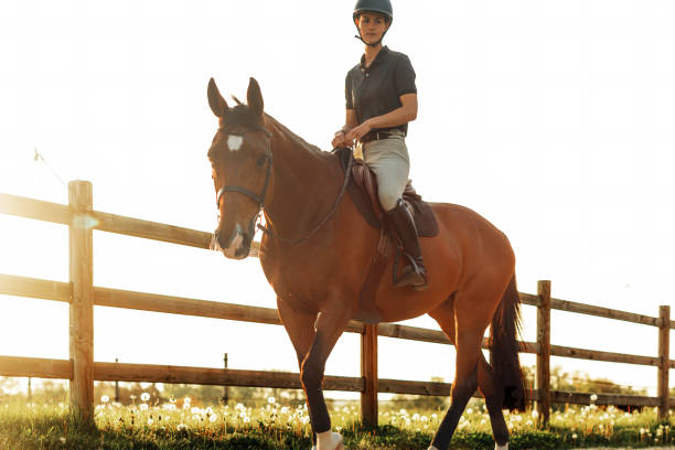 istock Professional Equestrian Riding a Docile Thoroughbred Outdoors 1467984866