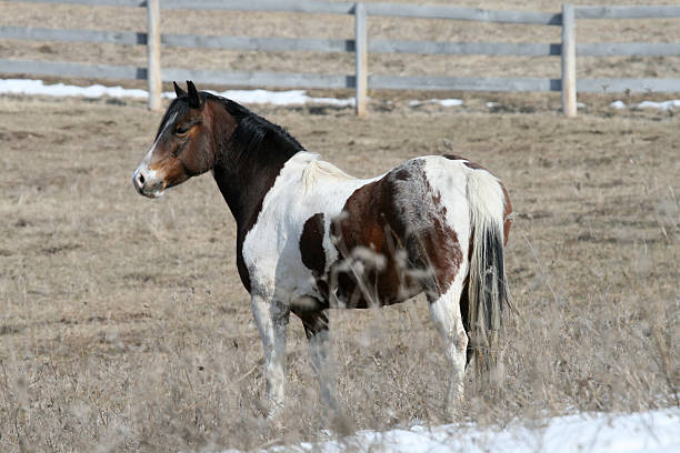 Pinto Pony in middle of winter field stock photo