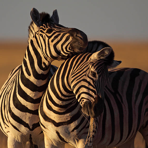 istock Zebra couple in golden sunset light 146798680