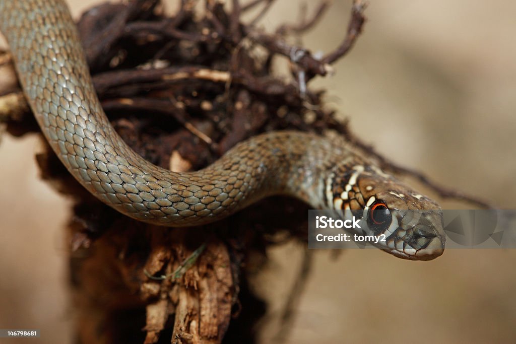 Serpente - Foto stock royalty-free di Fiume Snake