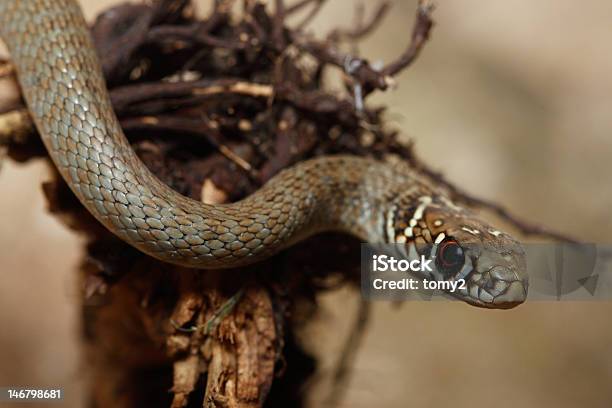Serpente - Fotografie stock e altre immagini di Fiume Snake - Fiume Snake, Sostanza tossica, Ambientazione esterna