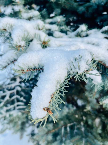istock Fluffy spruce branches covered by the white snow, spruce needles 1467986908