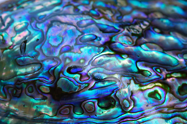 Pearlescent blue and purple abalone shell Abalone shell close-up. crustacean photos stock pictures, royalty-free photos & images