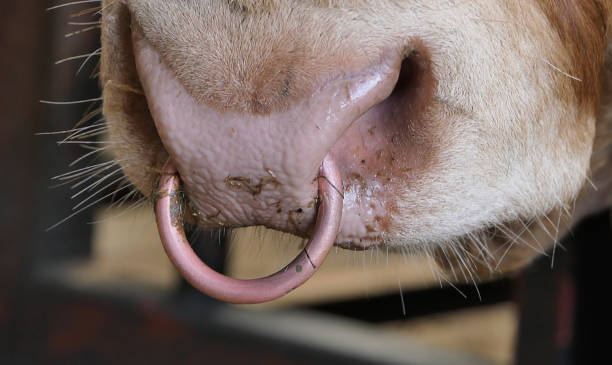 красный лимузин бык с кольцом в носу в сарае на ферме - ayrshire cattle стоковые фото и изображения