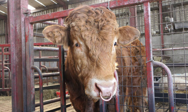 красный лимузин бык с кольцом в носу в сарае на ферме - ayrshire cattle стоковые фото и изображения