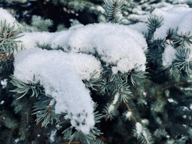 istock Fluffy spruce branches covered by the white snow, spruce needles 1467987521