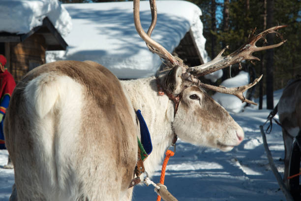 istock Portrait of a reindeer seen from its right 1467987643