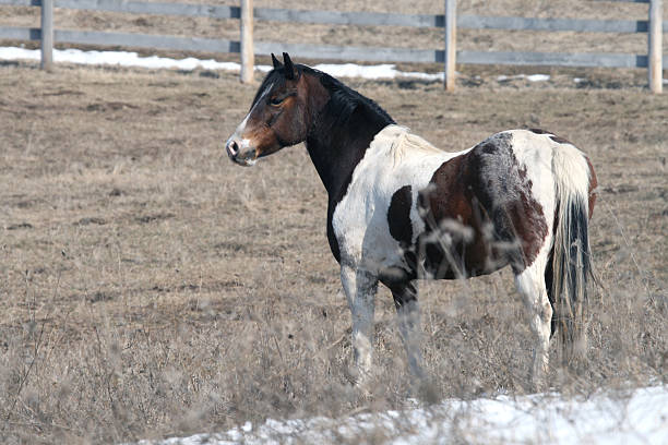 Horse in winter field stock photo