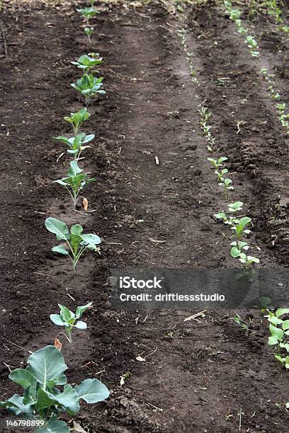 Produtos Hortícolas Rebento De No Jardim Comunitário - Fotografias de stock e mais imagens de Agricultura