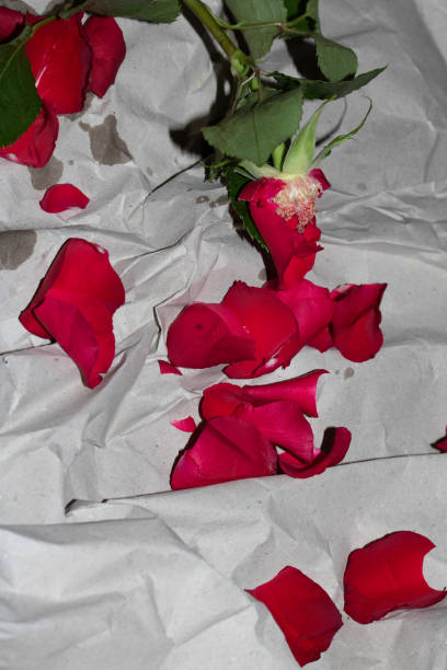 istock Red Roses Flower Petals Close Up on A White Background 1467989498