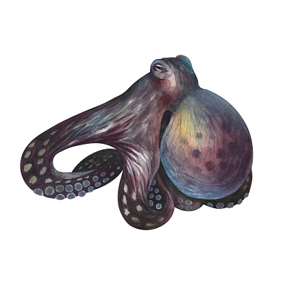 Sea octopus, underwater animals. Watercolor hand drawn. Aquarium, tropical, reef, isolate on white background. Concept for label, banner and flyer, brochure template.