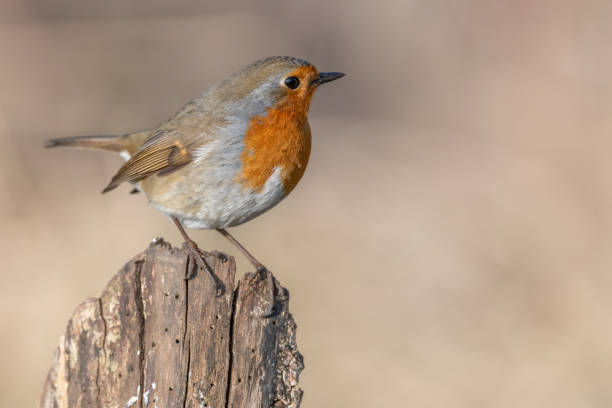 istock European Robin (Erithacus rubecula) perched on a branch in the forest in winters. 1467991632