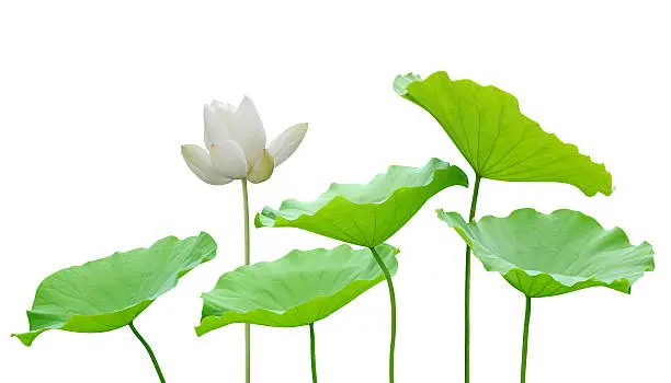 White lotus flower and leaves isolated on white background
