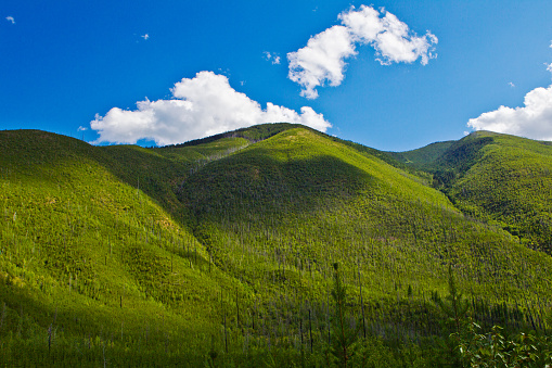 Cloud shadows move across a mountain covered in new growth.