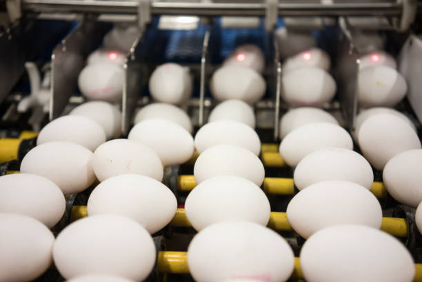 istock picking white eggs are in machine food industry horizontal still close up 1467992594