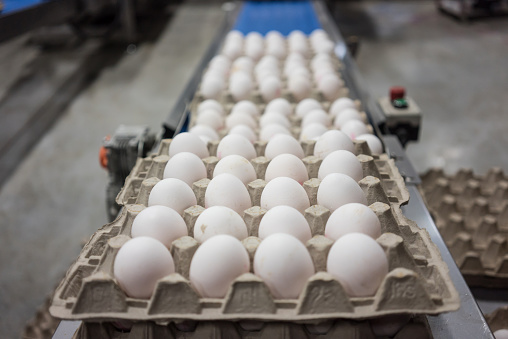 picking white egg in viol at machine food industry horizontal still