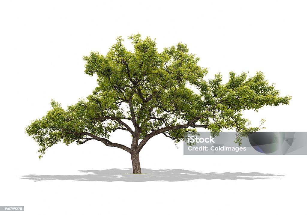 Tree - Zbiór zdjęć royalty-free (Bez ludzi)