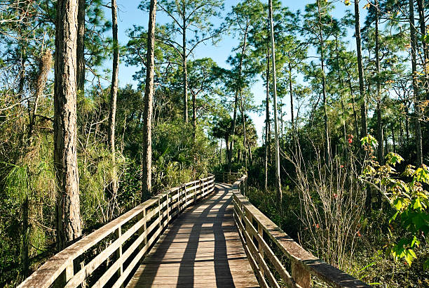 istock Everglades Wildlife Sanctuary 146799283
