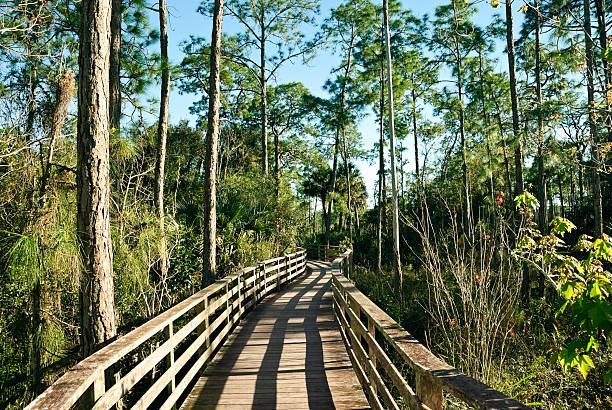 Everglades Wildlife Sanctuary Wildlife Sanctuary boardwalk at Corkscrew Swamp Sanctuary in the Florid Everglades. Horizontal, nobody. Please see my other photos of the Everglades. collier county stock pictures, royalty-free photos & images