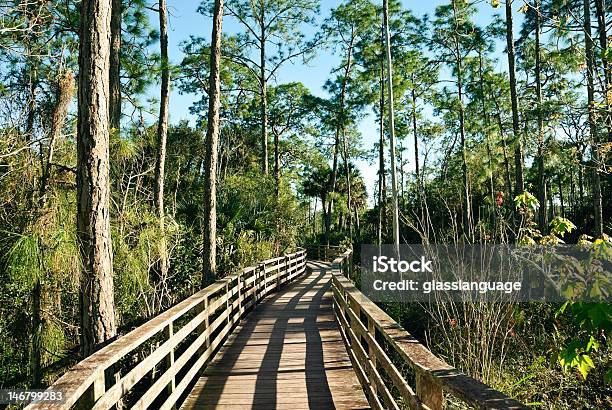 Santuário De - Fotografias de stock e mais imagens de Santuário Corkscrew - Santuário Corkscrew, Parque nacional de Everglades, Trilho