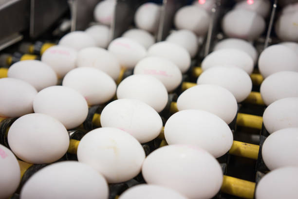 istock picking white eggs are machine food industry horizontal still focus on foreground 1467993234