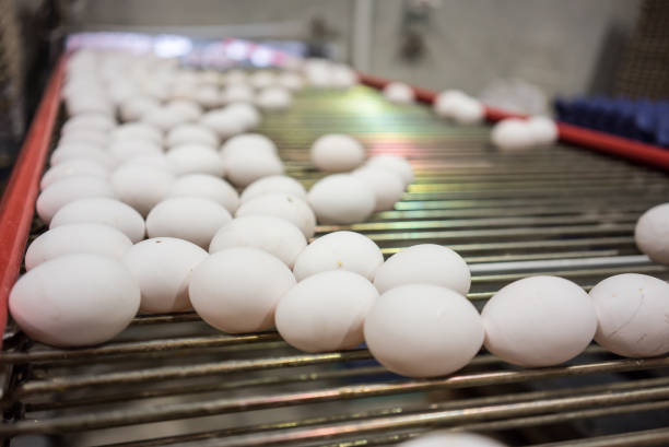 istock picking white eggs with mashine food industry horizontal still focus on foreground 1467993258
