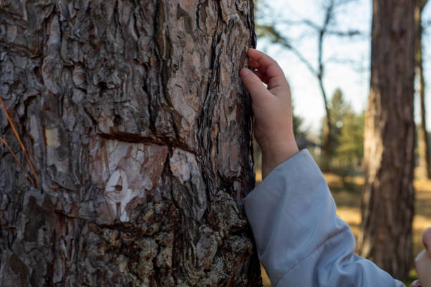 la mano della bambina che tocca l'albero. - children only tree area exploration freshness foto e immagini stock