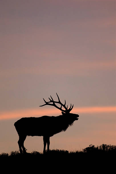 istock Bugling Elk in Yellowstone National Park, Wyoming. 146799434